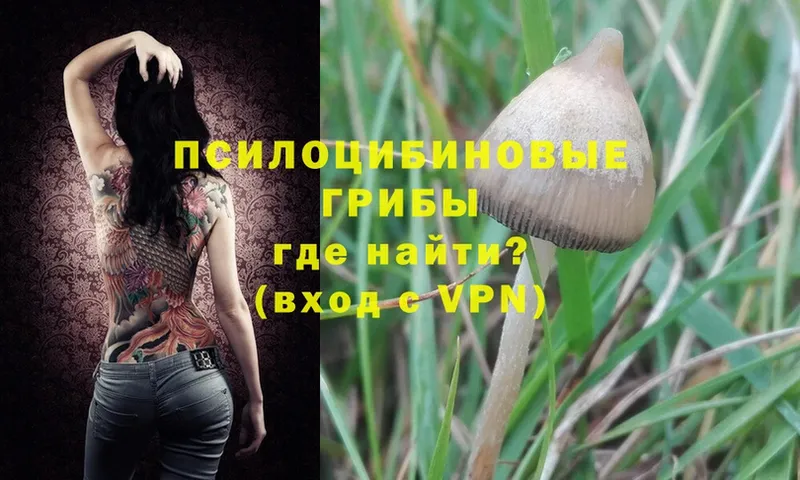 блэк спрут зеркало  маркетплейс как зайти  Псилоцибиновые грибы Psilocybine cubensis  Кингисепп 